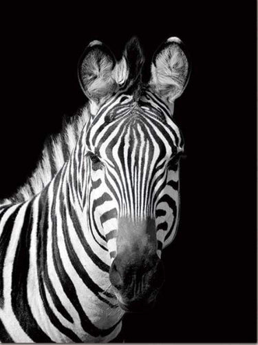 Malen nach Zahlen fŸr Erwachsene |ÊZebra in schwarzweiß | Figured'Art